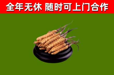 改则回收冬虫夏草