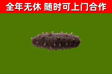 改则烟酒回收干海参.jpg